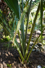 Copernicia baileyana