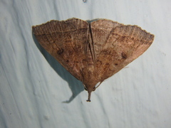 Pechipogo plumigeralis