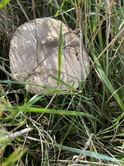 Macrolepiota mastoidea
