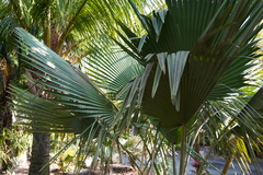 Copernicia baileyana