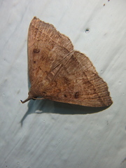 Pechipogo plumigeralis