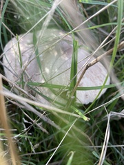 Macrolepiota mastoidea