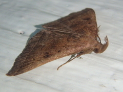 Pechipogo plumigeralis