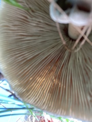 Macrolepiota mastoidea
