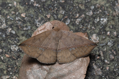 Ugia purpurea