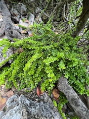 Oplonia spinosa