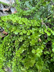 Oplonia spinosa