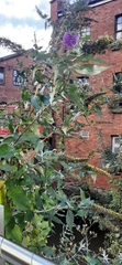Buddleja davidii