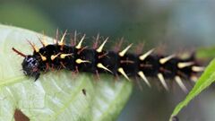 Siproeta epaphus trayja