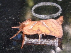 Triodia sylvina