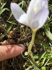 Crocus
