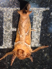 Triodia sylvina