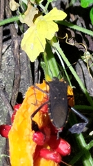 Leptoglossus gonagra