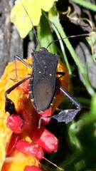 Leptoglossus gonagra