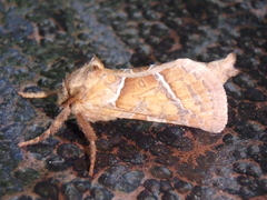 Triodia sylvina