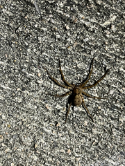 Heteropoda amphora