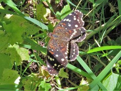 Anthanassa texana texana