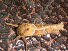 Triodia sylvina