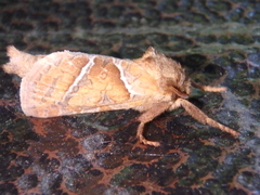 Triodia sylvina