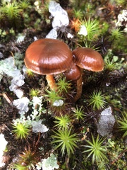 Deconica