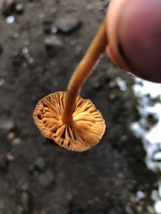 Deconica