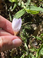 Crocus