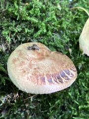 Paxillus involutus