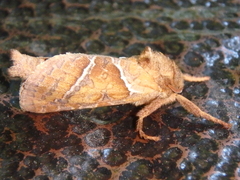 Triodia sylvina
