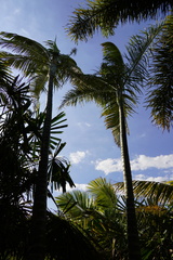 Dypsis saintelucei