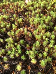Polytrichum