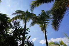Dypsis saintelucei