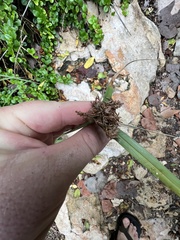 Cyperus planifolius