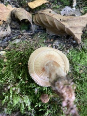 Paxillus involutus