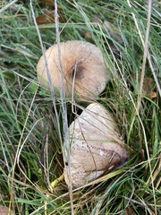 Macrolepiota mastoidea