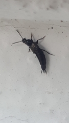 Philonthus decorus