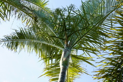 Dypsis saintelucei