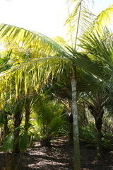 Dypsis leptocheilos