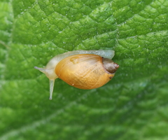 Succinea putris