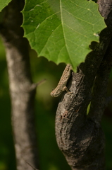 Urosaurus bicarinatus