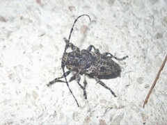 Aegomorphus circumflexus