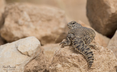 Uromastyx acanthinura