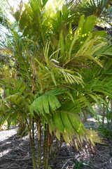 Pinanga coronata