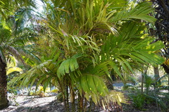 Pinanga coronata