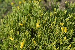 Asteraceae