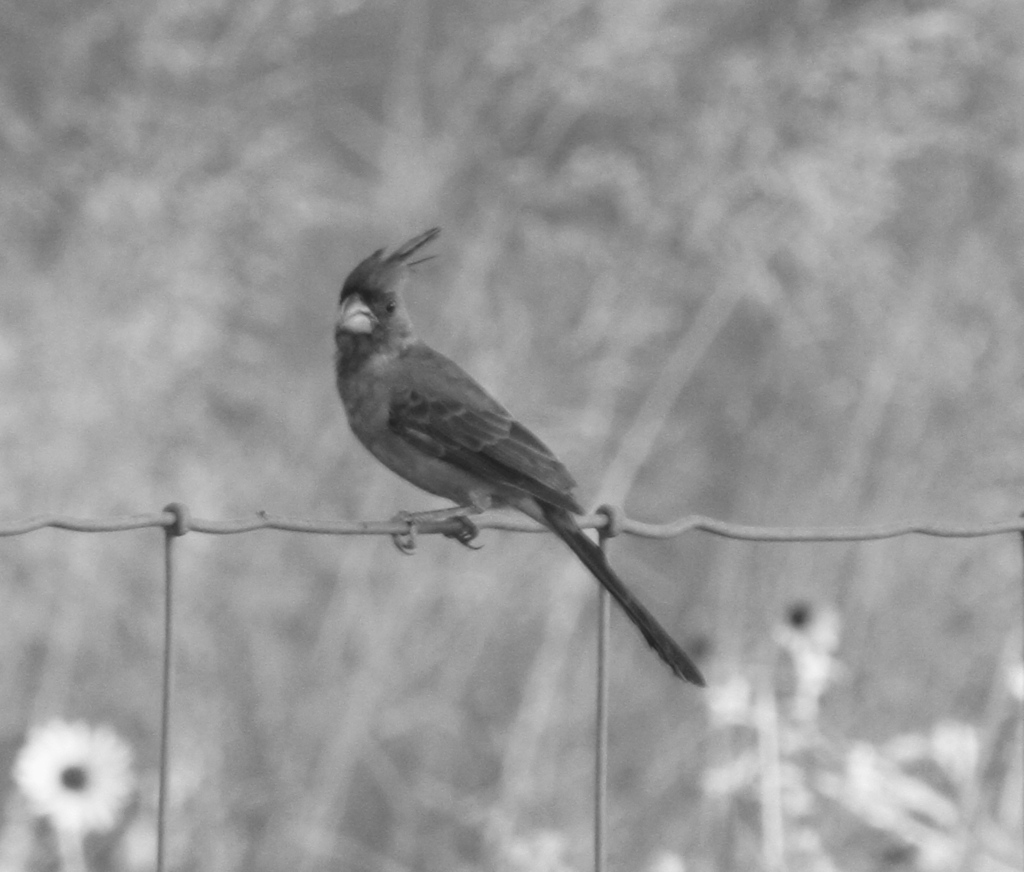 Pyrrhuloxia from Kenedy County, TX, USA on September 18, 2022 at 07:16 ...