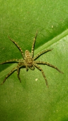 Heteropoda venatoria