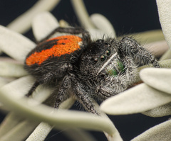 Phidippus ardens