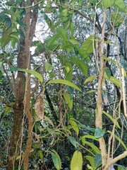 Parsonsia