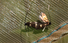Cauchas fibulella