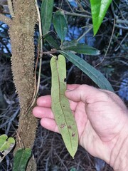 Parsonsia